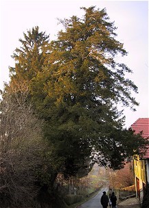 Trg na Ptujski Gori