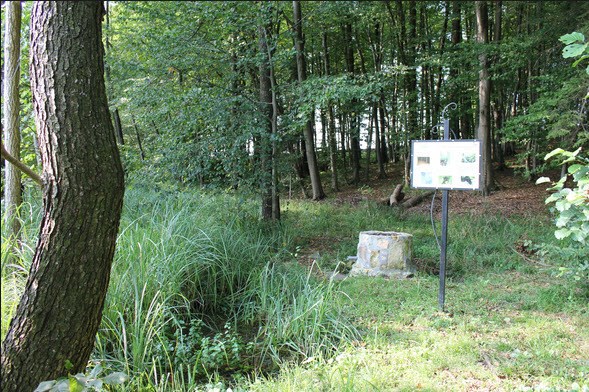 Andrenci