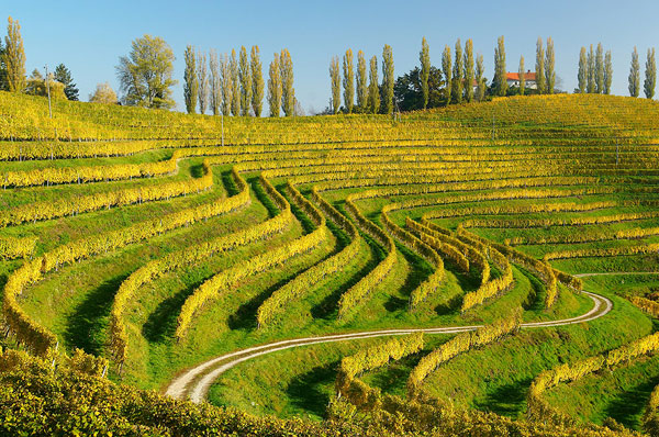 Prodaja kakovostnega vina - Vinogradništvo Rebernišek