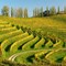 Prodaja kakovostnega vina - Vinogradništvo Rebernišek