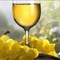 DEGUSTACIJA IN PRODAJA VIN JUS
