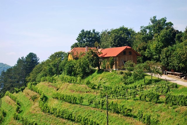 VINOGRADNIŠTVO IN VINARSTVO PLAVI