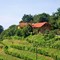 VINOGRADNIŠTVO IN VINARSTVO PLAVI